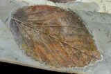 Two Fossil Leaves - Davidia And Celtis - Montana #95463-4